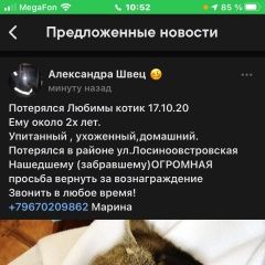 Подробнее об объявлении «Москва Пропал кот» Фото: пропала кошка  «Москва Пропал кот» в г. Москва