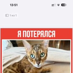 Подробнее об объявлении «Пропал кот бенгальский кот Мытищи» Фото: пропала кошка Бенгальская кошка «Пропал кот бенгальский кот Мытищи» в г. Мытищи