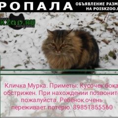 Подробнее об объявлении «Химки Пропала кошка» Фото: пропала кошка  «Химки Пропала кошка» в г. Химки