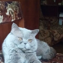Подробнее об объявлении «Пропал кот Краснодар» Фото: пропала кошка  «Пропал кот Краснодар» в г. Краснодар