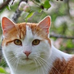 Подробнее об объявлении «Пропал кот Кронштадт» Фото: пропала кошка  «Пропал кот Кронштадт» в г. Кронштадт