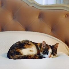 Подробнее об объявлении «Пропала кошка Дмитров» Фото: пропала кошка  «Пропала кошка Дмитров» в г. Дмитров