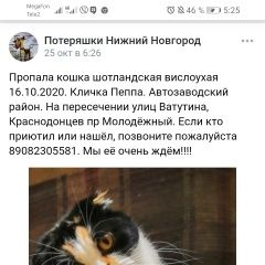 Подробнее об объявлении «Нижний Новгород Пропала кошка» Фото: пропала кошка  «Нижний Новгород Пропала кошка» в г. Нижний Новгород