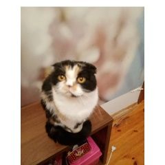 Подробнее об объявлении «Пропала кошка Нижний Новгород» Фото: пропала кошка  «Пропала кошка Нижний Новгород» в г. Нижний Новгород