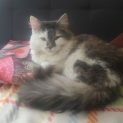 Подробнее об объявлении «Белгород Пропал кот» Фото: пропала кошка  «Белгород Пропал кот» в г. Белгород