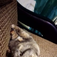 Подробнее об объявлении «Чехов Пропала кошка» Фото: пропала кошка  «Чехов Пропала кошка» в г. Чехов