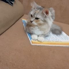 Подробнее об объявлении «Пропала кошка Щелково» Фото: пропала кошка  «Пропала кошка Щелково» в г. Щелково