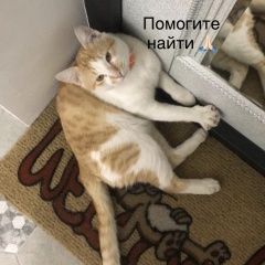 Подробнее об объявлении «Химки Пропал кот рыжий кот» Фото: пропала кошка  «Химки Пропал кот рыжий кот» в г. Химки