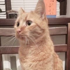 Подробнее об объявлении «Пропал кот Новороссийск» Фото: пропала кошка  «Пропал кот Новороссийск» в г. Новороссийск