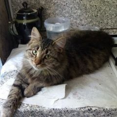 Подробнее об объявлении «Москва Пропал кот в коптево» Фото: пропала кошка Сибирская «Москва Пропал кот в коптево» в г. Москва