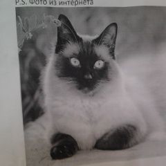 Подробнее об объявлении «Донецк Донецкая обл. Пропала кошка помогите найти кошку порода сиамская» Фото: пропала кошка Сиамская «Донецк Донецкая обл. Пропала кошка помогите...» в г. Донецк Донецкая обл.