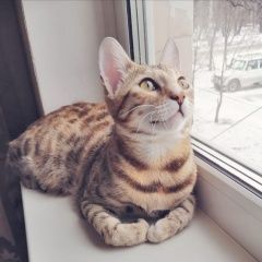 Подробнее об объявлении «Хабаровск Пропала кошка» Фото: пропала кошка Бенгальская «Хабаровск Пропала кошка» в г. Хабаровск