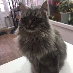 Подробнее об объявлении «Пропала кошка Волжский (Самарская обл.)» Фото: пропала кошка  «Пропала кошка Волжский (Самарская обл.)» в г. Волжский (Самарская обл.)