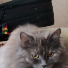 Подробнее об объявлении «Москва Пропала кошка» Фото: пропала кошка Сибирская «Москва Пропала кошка» в г. Москва