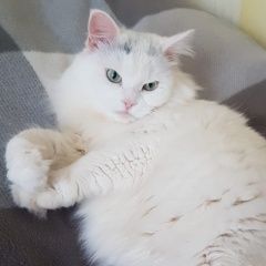 Подробнее об объявлении «Москва Пропала кошка помогите найти» Фото: пропала кошка Турецкая ангора «Москва Пропала кошка помогите найти» в г. Москва