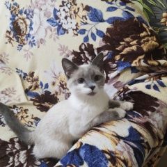 Подробнее об объявлении «Москва Пропала кошка по кличке ася» Фото: пропала кошка  «Москва Пропала кошка по кличке ася» в г. Москва