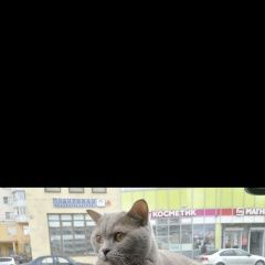 Подробнее об объявлении «Пропал кот британский кот Коммунар» Фото: пропала кошка Британская короткошерстная кошка «Пропал кот британский кот Коммунар» в г. Коммунар