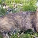 Подробнее об объявлении «Пропала кошка Оренбург» Фото: пропала кошка  «Пропала кошка Оренбург» в г. Оренбург