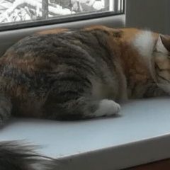 Подробнее об объявлении «Пропала кошка Ростов-на-Дону» Фото: пропала кошка  «Пропала кошка Ростов-на-Дону» в г. Ростов-на-Дону