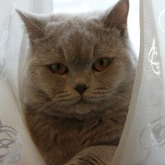 Подробнее об объявлении «Пропал кот Санкт-Петербург» Фото: пропала кошка Британская короткошерстная «Пропал кот Санкт-Петербург» в г. Санкт-Петербург