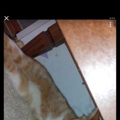 Подробнее об объявлении «Пропала кошка Орехово-Зуево» Фото: пропала кошка  «Пропала кошка Орехово-Зуево» в г. Орехово-Зуево