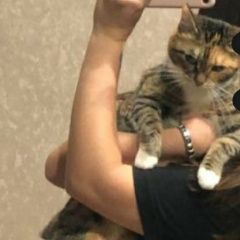 Подробнее об объявлении «Ангарск Пропала кошка..» Фото: пропала кошка  «Ангарск Пропала кошка..» в г. Ангарск