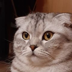 Подробнее об объявлении «Нижний Новгород Пропал кот» Фото: пропала кошка  «Нижний Новгород Пропал кот» в г. Нижний Новгород