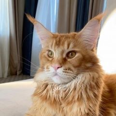 Подробнее об объявлении «Пропал кот Санкт-Петербург» Фото: пропала кошка Мейн-кун «Пропал кот Санкт-Петербург» в г. Санкт-Петербург