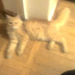 Подробнее об объявлении «Краснодар Найдена кошка кошку недавно искали» Фото: найдена кошка  «Краснодар Найдена кошка кошку недавно искали» в г. Краснодар