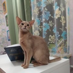 Подробнее об объявлении «Таганрог Пропала кошка» Фото: пропала кошка Абиссинская «Таганрог Пропала кошка» в г. Таганрог