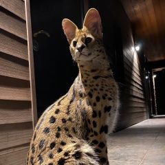 Подробнее об объявлении «Мытищи Пропал кот сервал» Фото: пропала кошка Тайская «Мытищи Пропал кот сервал» в г. Мытищи