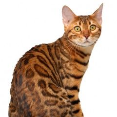 Подробнее об объявлении «Пропала кошка Реутов» Фото: пропала кошка Бенгальская «Пропала кошка Реутов» в г. Реутов