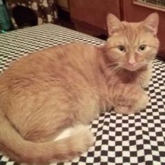 Подробнее об объявлении «Лобня Пропал кот в мкр депо, из дома по адресу чкаловская» Фото: пропала кошка  «Лобня Пропал кот в мкр депо, из дома по адресу...» в г. Лобня