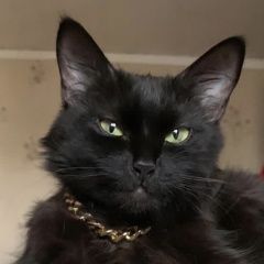Подробнее об объявлении «Москва Пропала кошка» Фото: пропала кошка  «Москва Пропала кошка» в г. Москва
