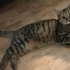 Подробнее об объявлении «Пропала кошка джесси Уфа» Фото: пропала кошка  «Пропала кошка джесси Уфа» в г. Уфа