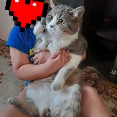 Подробнее об объявлении «Воронеж Пропал кот ик» Фото: пропала кошка  «Воронеж Пропал кот ик» в г. Воронеж