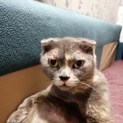 Подробнее об объявлении «Москва Пропала кошка» Фото: пропала кошка Скоттиш фолд (шотландская вислоухая) «Москва Пропала кошка» в г. Москва
