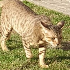 Подробнее об объявлении «Москва Пропал кот» Фото: пропала кошка  «Москва Пропал кот» в г. Москва