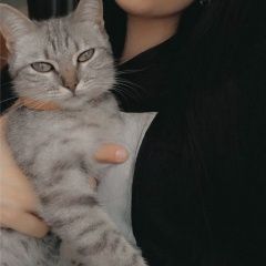 Подробнее об объявлении «Пропала кошка Ростов-на-Дону» Фото: пропала кошка  «Пропала кошка Ростов-на-Дону» в г. Ростов-на-Дону