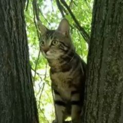 Подробнее об объявлении «Москва Пропал кот м. тульская» Фото: пропала кошка  «Москва Пропал кот м. тульская» в г. Москва