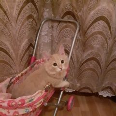 Подробнее об объявлении «Нижний Новгород Пропал кот» Фото: пропала кошка  «Нижний Новгород Пропал кот» в г. Нижний Новгород