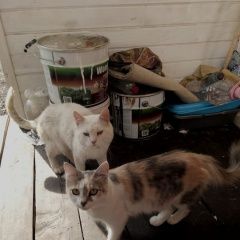 Подробнее об объявлении «Москва Пропала кошка трехцветная» Фото: пропала кошка Турецкая ангора «Москва Пропала кошка трехцветная» в г. Москва