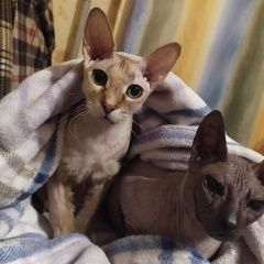 Подробнее об объявлении «Москва Пропала кошка» Фото: пропала кошка Сфинкс «Москва Пропала кошка» в г. Москва