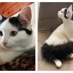 Подробнее об объявлении «Пропала кошка Красногорск» Фото: пропала кошка  «Пропала кошка Красногорск» в г. Красногорск