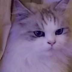 Подробнее об объявлении «Анапа Пропал кот» Фото: пропала кошка  «Анапа Пропал кот» в г. Анапа