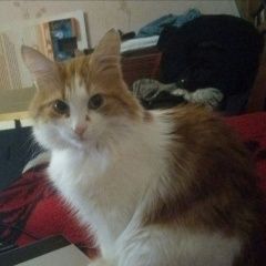 Подробнее об объявлении «Пропал кот сбежал кот Батайск» Фото: пропала кошка  «Пропал кот сбежал кот Батайск» в г. Батайск