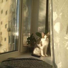 Подробнее об объявлении «Саратов Пропала кошка домашняя кошка.» Фото: пропала кошка  «Саратов Пропала кошка домашняя кошка.» в г. Саратов
