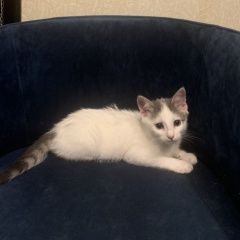 Подробнее об объявлении «Пропал котёнок 3-4 месяца Щелково» Фото: пропала кошка  «Пропал котёнок 3-4 месяца Щелково» в г. Щелково