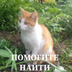 Подробнее об объявлении «Пропала кошка Ростов-на-Дону» Фото: пропала кошка  «Пропала кошка Ростов-на-Дону» в г. Ростов-на-Дону