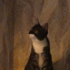 Подробнее об объявлении «Воронеж Пропал кот» Фото: пропала кошка  «Воронеж Пропал кот» в г. Воронеж